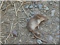 One Shrew (deceased) on Vention Road