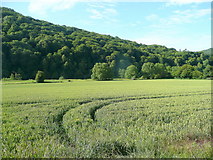 SO5304 : The Wye Valley south of Bigsweir by Jonathan Billinger