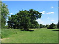 Oak, Lake View Park