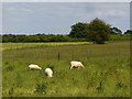 Sheep Grazing near Well