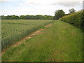 Footpath towards Syngate Wood 