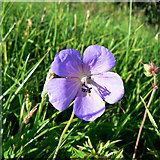 SP0201 : A flower at the Roman amphitheatre, Cirencester by Brian Robert Marshall