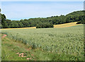 2010 : Wheat field near Folly Farm