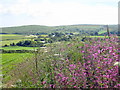 Hedgerow near Trannack Farm