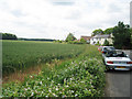 Crops adjacent Pound Lane