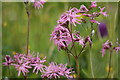 Ragged Robin - Lychnis flos-cuculi