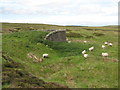 NY7458 : Lime kiln below Dykerow Fell (2) by Mike Quinn