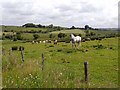 NY6560 : Horse and sheep at Batey Shield by Oliver Dixon