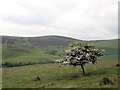 Looking up the Wolf Glen from Ashiestiel Hill