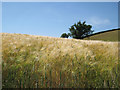 Barley near Venn