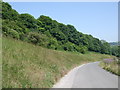 Trees around Wild Park