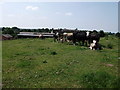 Cows in field next to Brookhampton farm