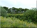 Hedges and trees