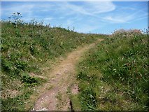 SX6443 : Path to the summit of Burgh Island by Christine Johnstone