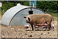 Pigs at Stinsford, Dorset