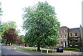 Large Chestnut tree, College Rd