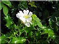 Wild roses, Maghaberry