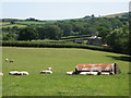 Borough Cottage beyond a field of sheep