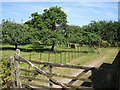 Orchard, Lower Wotton