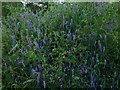 Tufted vetch by the Severn