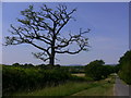 Unusually clad tree near Piper