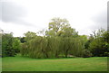 Weeping Willow, Sydenham Wells Park