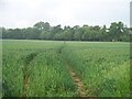 Path through the wheat