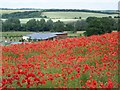 Field poppies, Broad Chalke