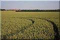 TL6068 : Wheat field at Breach Farm by Bob Jones