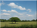 SJ7364 : Field with two trees by Stephen Craven