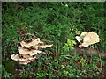 Fungus in the wood