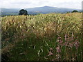 Barley field with distant Carningli