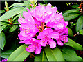 Rhododendron