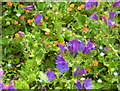 Wild flowers at Boscregan