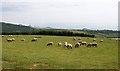 Grazing sheep at Mochras Farm