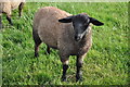 A sheep in a Sedbury field