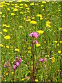 Red Campion (Silene dioica)