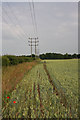 Wheat field near Exning