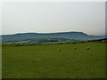 Pasture north west of Sweet Well House