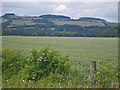 Across the barley field