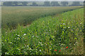 Farmland near Thetford