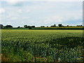 ST8672 : Farmland west of Hartham Lane, Biddestone by Brian Robert Marshall