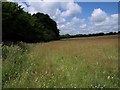 Meadow near Sedgeborough