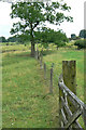 Fence and oak tree