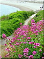 SY6873 : Footpath and Red Valerian - Portland by Sarah Smith