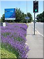 Lavender, Sidmouth Road, Exeter