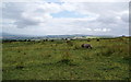 Ponies grazing near Red Shell Farm