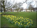 Daffodils on Skipton Road Stray