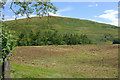 Field under Bryn y Fan