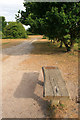 Bench and oak tree